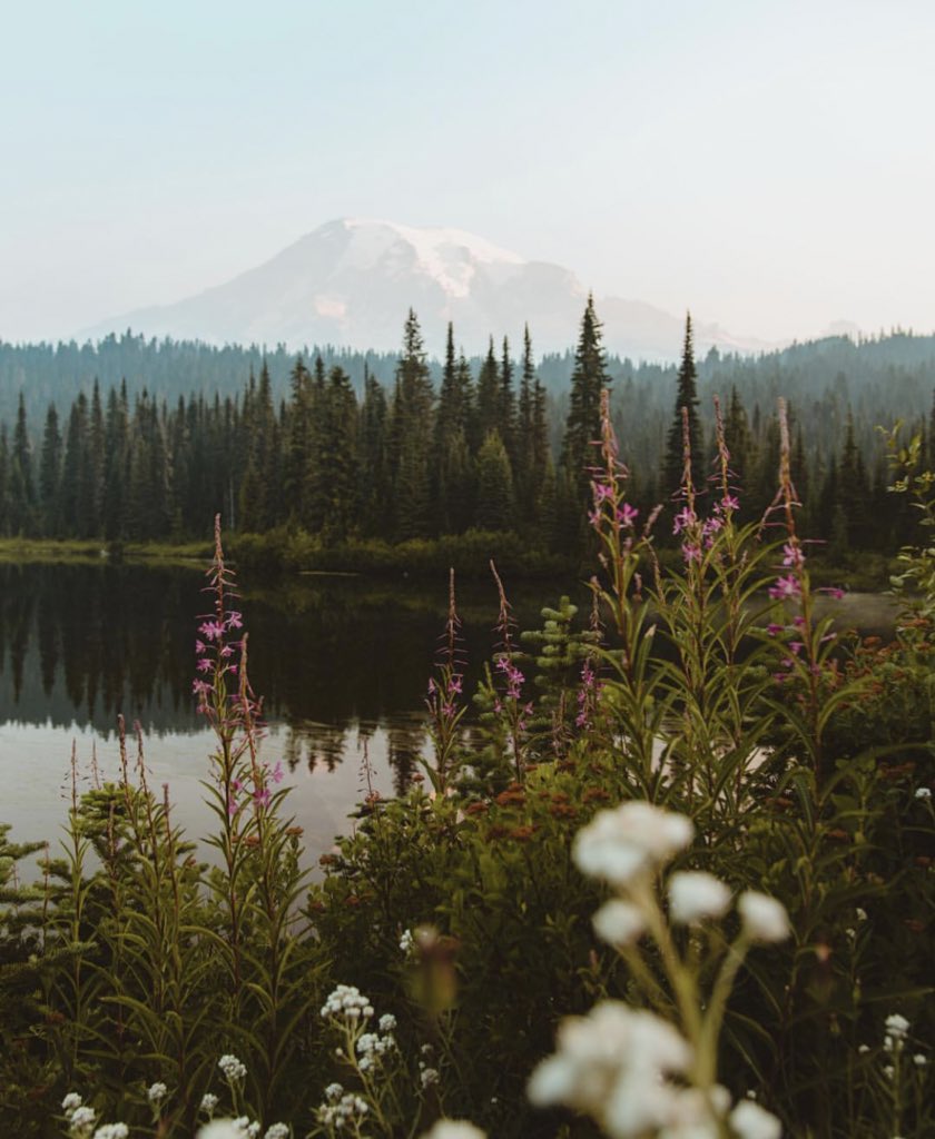 coffee_n_mtns's tweet photo. Mount Rainier National Park https://t.co/2q5oSBxoTn