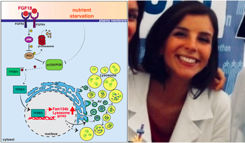 Tigem_Telethon's tweet photo. Congratulations to Laura Cinque from Settembre’s lab for her publication in @embojournal. She discovered a novel role for MiT/TFE factors in controlling #ERphagy via the transcriptional regulation of #FAM134B. Read more here! https://t.co/LukIZBUJOD #TigemScience @Carmine21678 https://t.co/jlQB1xqrW3