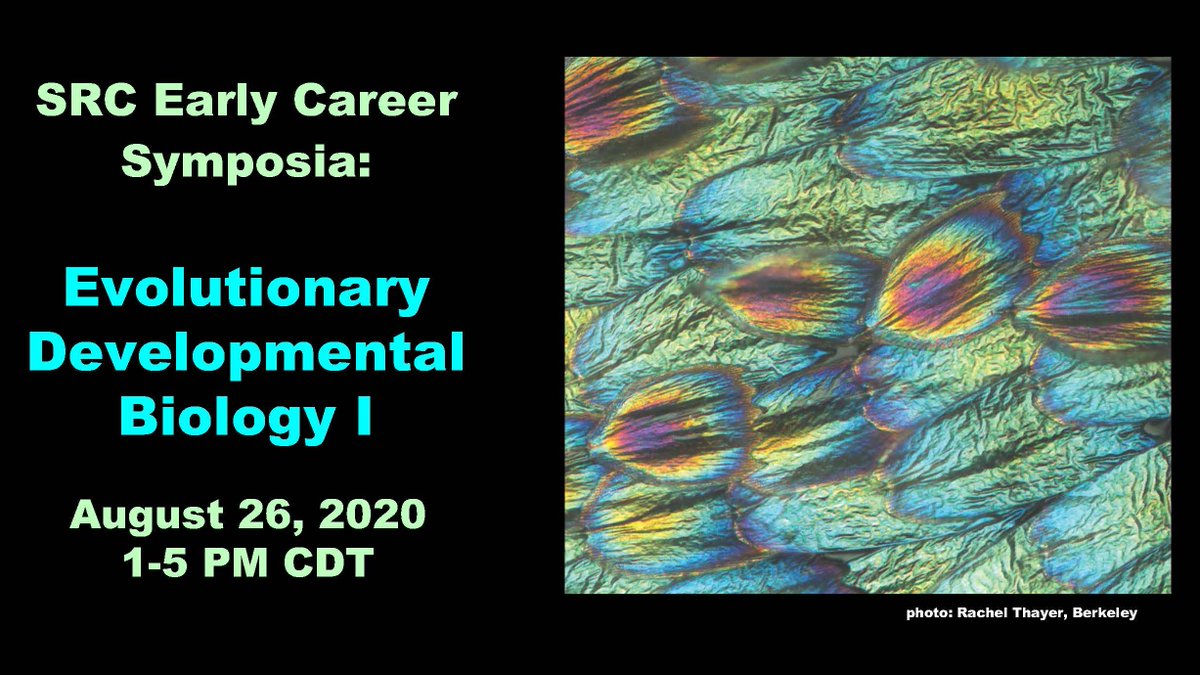 Stowers_SRC's tweet photo. Introducing a Brand New Series of SRC Early Career talks: 
Evolutionary Developmental Biology🦋🐜🐁🐟🦇

Registration is now open!!

Check out the program and schedule here:
https://t.co/dy58mXjUpp https://t.co/tvf9pE7R2q