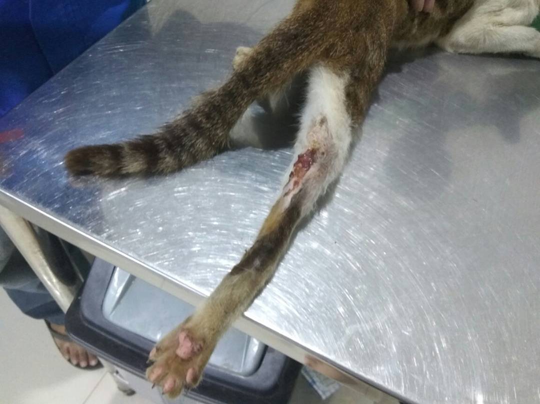 FazzleMawla's tweet photo. He just showed up at my colony today, emaciated and injured. 💔 His right rear leg is stiff and lifeless. A protruding bone coming out of it suggested he was hit by a vehicle. 😢 Vet said it must have been an old injury that went untreated. He's severely dehydrated too https://t.co/HR15ZuxdWq