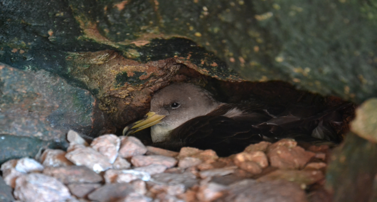 fccnpt's tweet photo. No arquipélago das #Berlengas, uma cria de #cagarra está prestes a nascer 🐣 Acompanhe, graças ao projeto #NaturezaNaWeb transmitido pelo #Videocast, o dia a dia desta família de aves marinhas 👉 https://t.co/1kr8Etpreq https://t.co/CH61uDcPKG