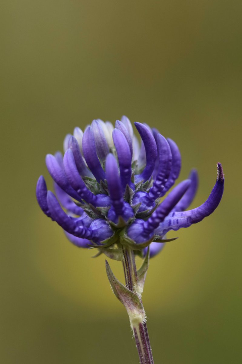 knannette4's tweet photo. The weather was rubbish today but I couldn’t resist taking my camera to the fab #LevinDown nr. So glad I did as I found my first chalk hill blue! Plus a really nice fly (a Sepsidae?) and round headed rampion 😊 @invertebrate_uk @savebutterflies @Britnatureguide @SussexWildlife https://t.co/OkTJKq11XD