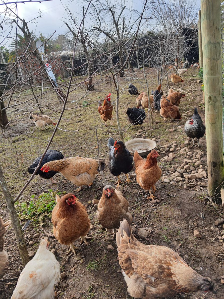 MinagriMaule's tweet photo. Ya viene el #DíaDelCampesino! Seremis @MinagriMaule y @MinMujeryEG recorren #Romeral con alcalde Carlos Vergara para relevar importante rol de agricultura familiar, como Carmen Gloria Aliaga, folclorista, con su quincho y comidas típicas, al lado de su huerto de moras y cerezos https://t.co/9X5mDI04P3