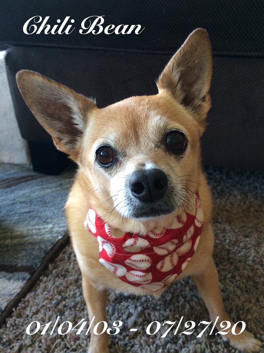 _ChiliBean's tweet photo. This is Chili’s mom. Chili went over the bridge today to be with his sister Olive. He wanted me to tell all his pals how much he loves and appreciates all of you, always and forever. Your love and support have meant so much to us all. ❤️
We’ll miss you so much Bean. 💔😢 https://t.co/pqT3TsQbJE