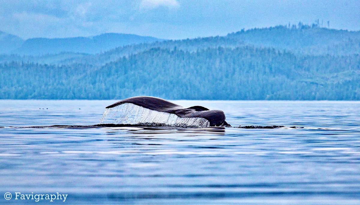 FaviolaPerez's tweet photo. #favigraphy @CanGeo #britishcolumbia #canada https://t.co/YmH79SMrUl