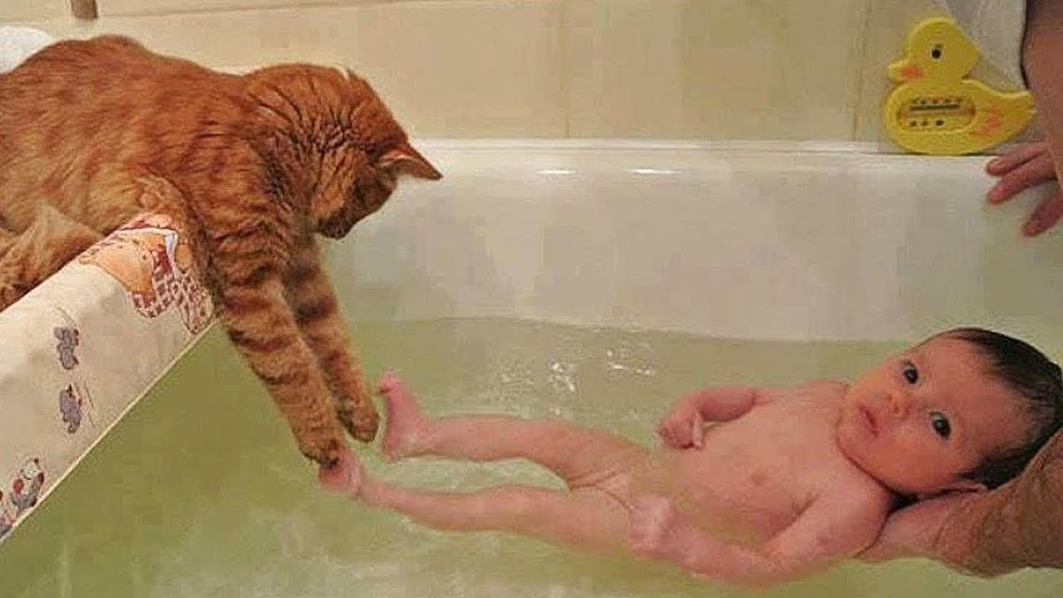 MeowMoeDotCom's tweet photo. OMG So #Cute #Cats β₯ Best Funny # ...
#Cats #Cat #Kittens #Kitten #Kitty #Pets #Pet #Meow #Moe #CuteCats #CuteCat #CuteKittens #CuteKitten #MeowMoe #CatFails #CatLogic #CatReact #CatReaction #CatVideos #Catslandtv #CuteCat #CuteCatVideos
https://t.co/8aiKvJdIlJ https://t.co/WO9rcjWHbv