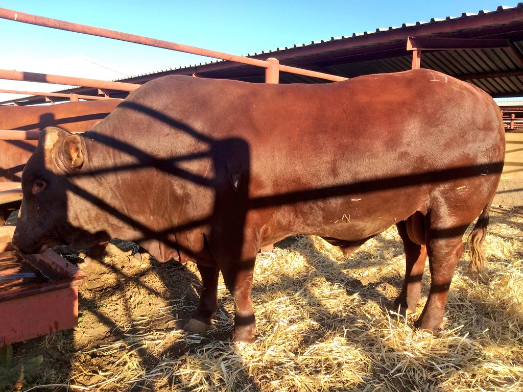 Namane ya Tholo (@Montshioa_O)  X