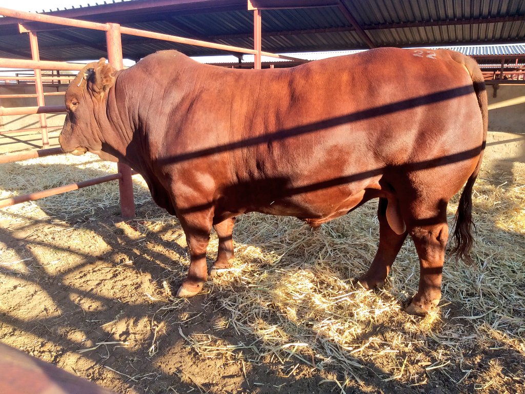 Namane ya Tholo (@Montshioa_O)  X