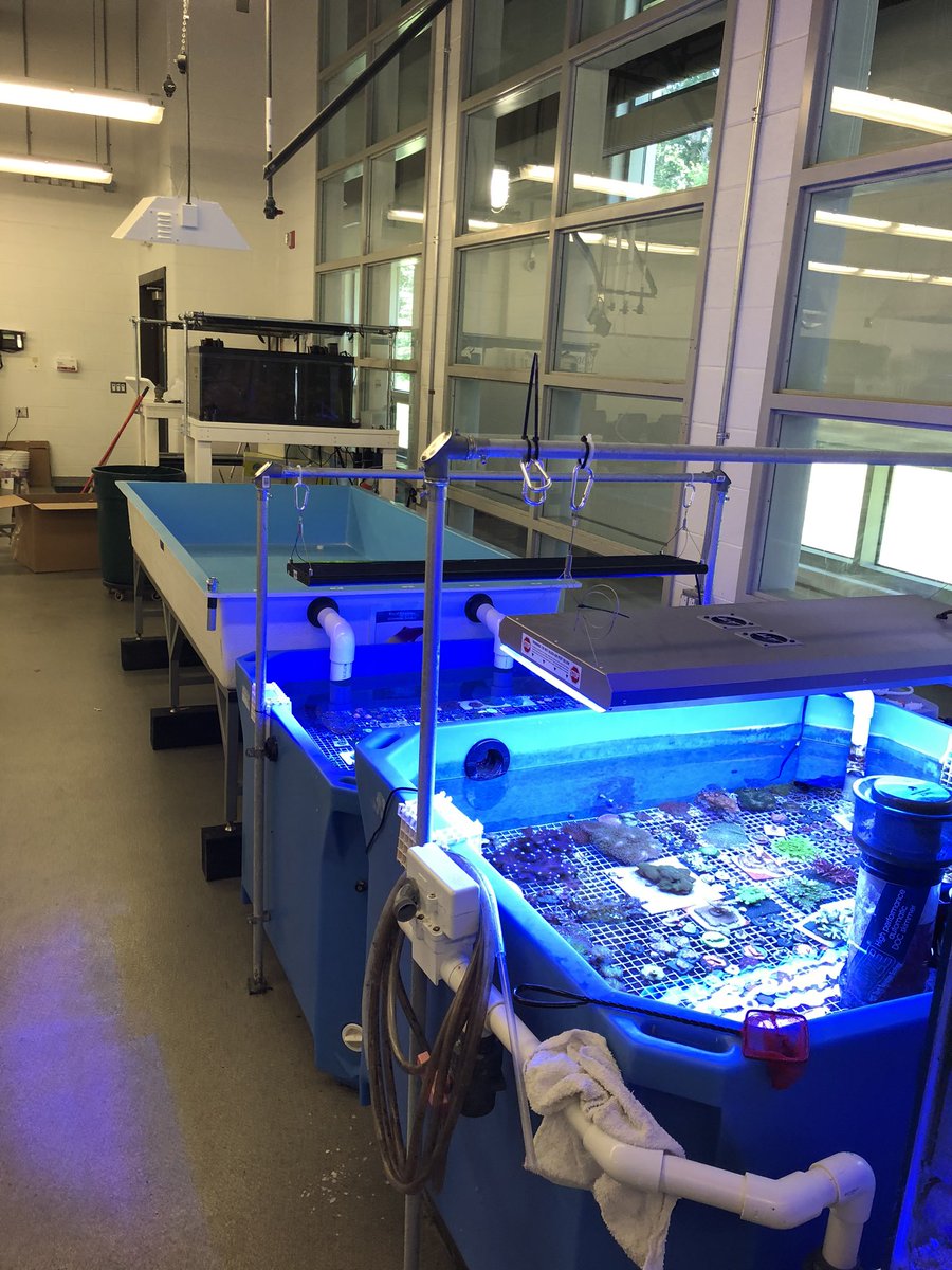 MSMHSaqua's tweet photo. Summer time mean updates to the #MSMHS #aquaculture lab. Check out the #coral propagation tank. Upgrades include a new tank, pump, protein skimmer, new lights and tons more room for eye-popping coral. #reef #saltwater https://t.co/EzB3RTXdad