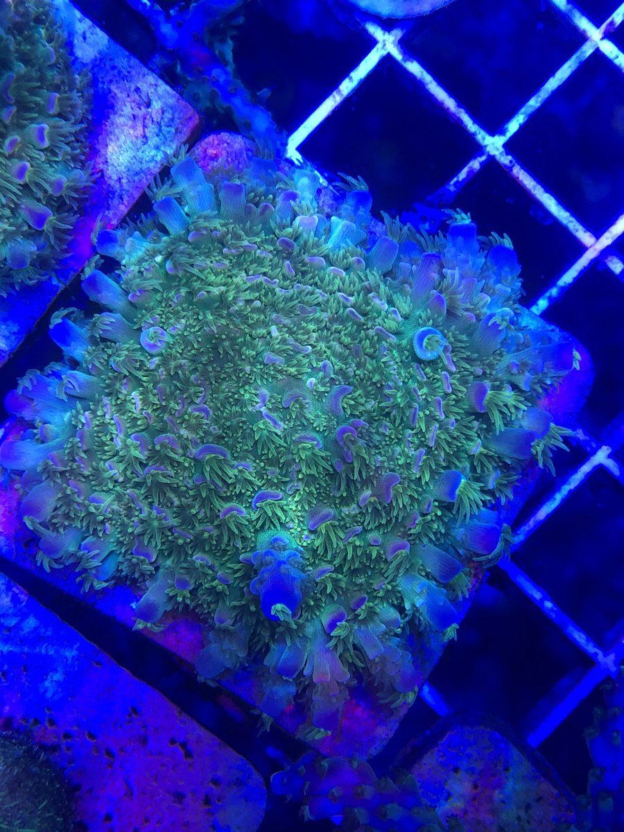 MSMHSaqua's tweet photo. Summer time mean updates to the #MSMHS #aquaculture lab. Check out the #coral propagation tank. Upgrades include a new tank, pump, protein skimmer, new lights and tons more room for eye-popping coral. #reef #saltwater https://t.co/EzB3RTXdad