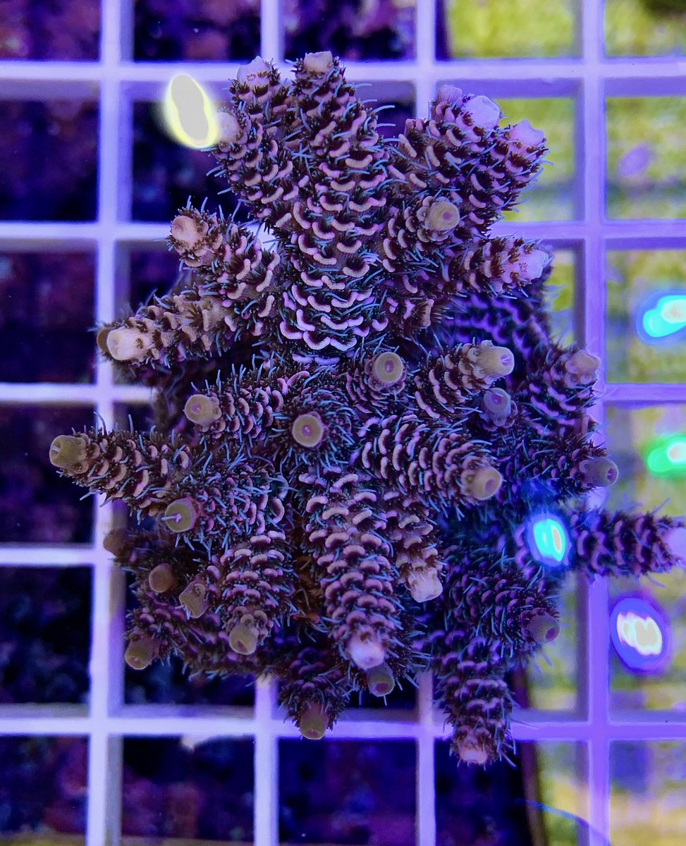 MSMHSaqua's tweet photo. Summer time mean updates to the #MSMHS #aquaculture lab. Check out the #coral propagation tank. Upgrades include a new tank, pump, protein skimmer, new lights and tons more room for eye-popping coral. #reef #saltwater https://t.co/EzB3RTXdad