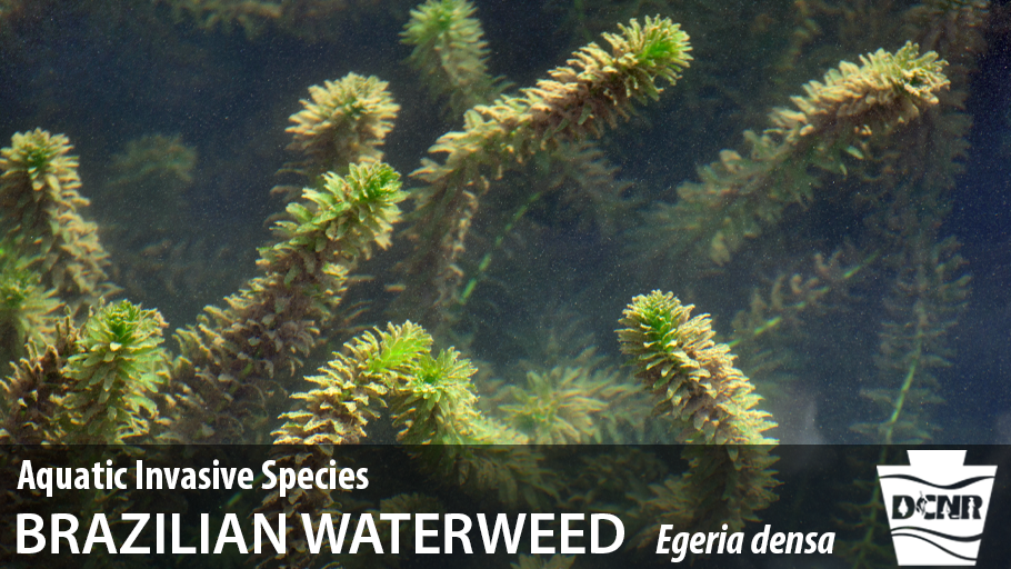 DCNRnews's tweet photo. Brazilian waterweed is a common aquarium plant often sold as Anacharis. This #AquaticInvasive stops sunlight from penetrating the water, greatly impacting aquatic ecosystems and recreation ➡ https://t.co/R2Vgb1rzo3. #LakesAppreciationMonth #PAStateParks https://t.co/MNdF0an7d9