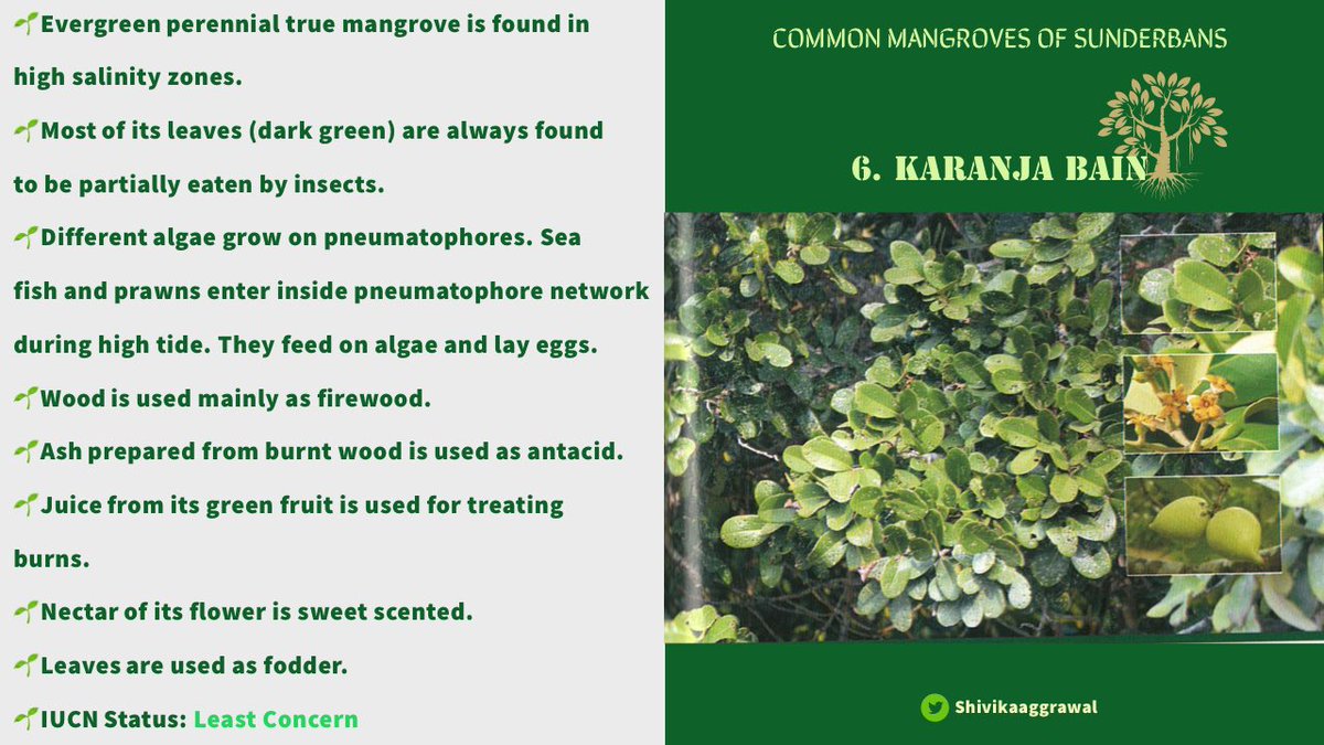 𝐊𝐀𝐑𝐀𝐍𝐉𝐀 𝐁𝐀𝐈𝐍Word “Karanja” is found in ancient Buddhist & Hindu texts, where it is name of a tree used in medicinal preparations.Similarly, everything of Karanja Bain, from its bark to egg-shaped fruits have found extensive use in traditional medicine.