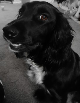 millypod1's tweet photo. πELSIE #Lost #ScanMe
YOUNG Black & White Sprocker Female
Richings Park #Iver #SL0 Thorney Mill Road,
nr The North Star Pub & #M25
SIGHTINGS PLZ βοΈ07930984371/ 07413258087
https://t.co/XAZRIaAjnu https://t.co/gCR8cLpB4R