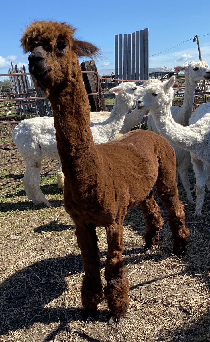 jackielconnell's tweet photo. Meet my new friends Flynn, Chloe, Eve, Stella, Honey &amp; Hiccup. My heart ♥️ #summer2020 https://t.co/9GhwMxkufT
