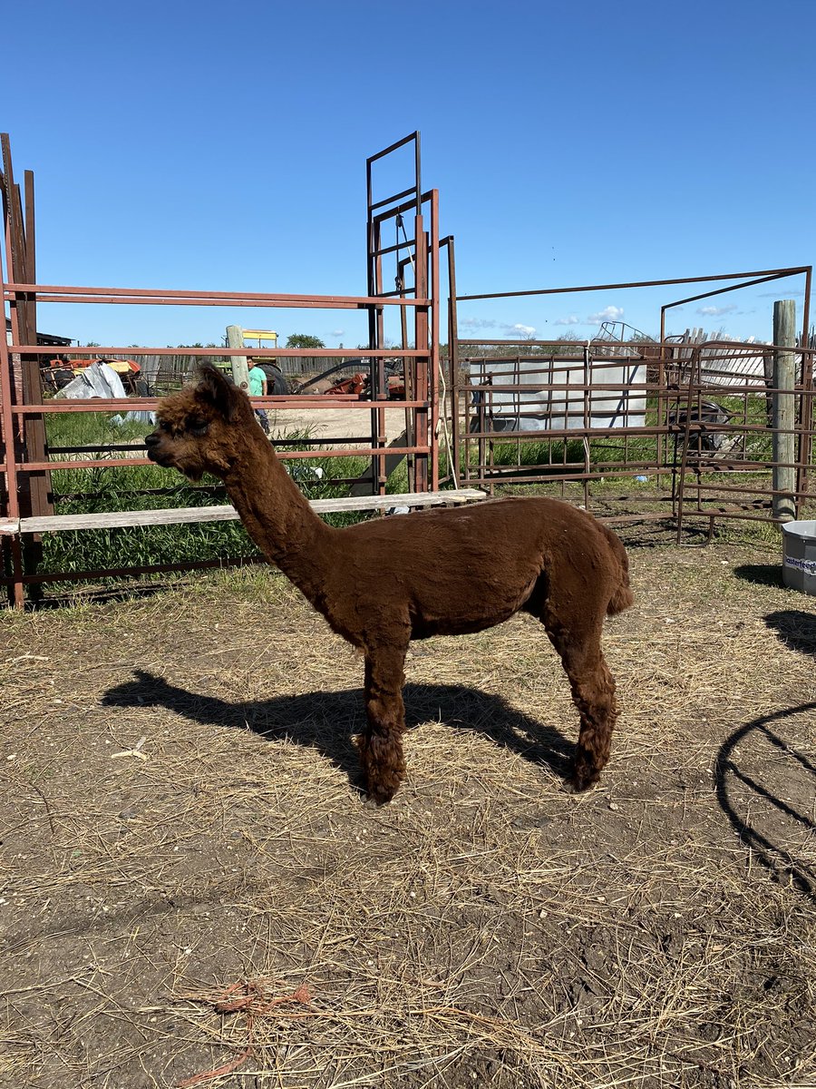 jackielconnell's tweet photo. Meet my new friends Flynn, Chloe, Eve, Stella, Honey &amp; Hiccup. My heart ♥️ #summer2020 https://t.co/9GhwMxkufT