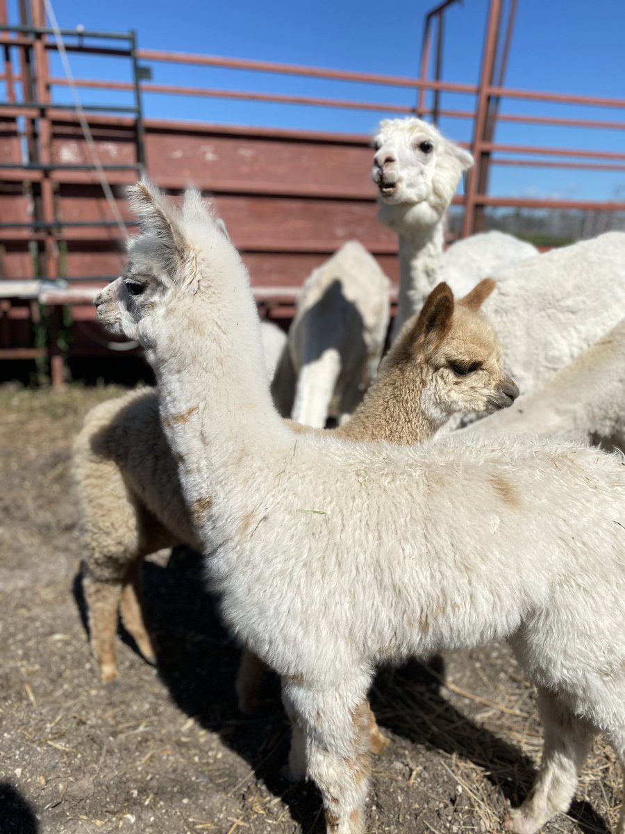 jackielconnell's tweet photo. Meet my new friends Flynn, Chloe, Eve, Stella, Honey &amp; Hiccup. My heart ♥️ #summer2020 https://t.co/9GhwMxkufT