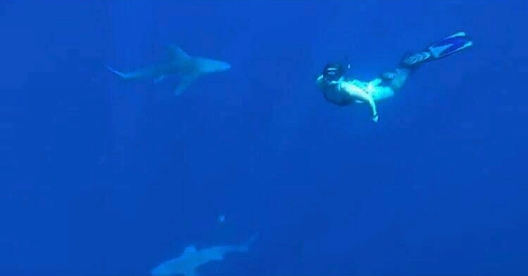 oldtowncycle's tweet photo. Meet Sam, a 24-year-old Marine Biology major with a focus in Coral Reef Restoration. A St. Augustine local, who has lived in Key West for the past 5 years where she studied at the College of the Florida Keys. She’s had the opportunity to study the reefs of the Florida Keys and p https://t.co/t6lZtbAMFX