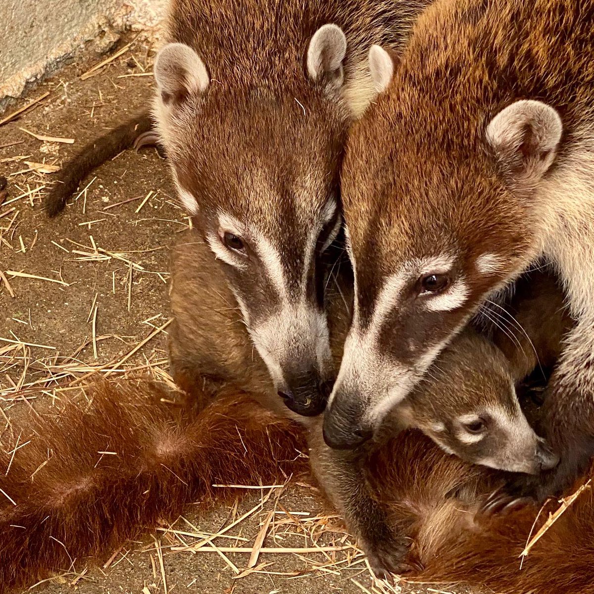 Zoolaaurora's tweet photo. ¡Somos felices dándoles estas noticias! Conozcan a nuestras crías de pizotes 🤩
#zoolaaurora #pizotes #crías #lobuenosecomparte https://t.co/HnnPtxvjvA