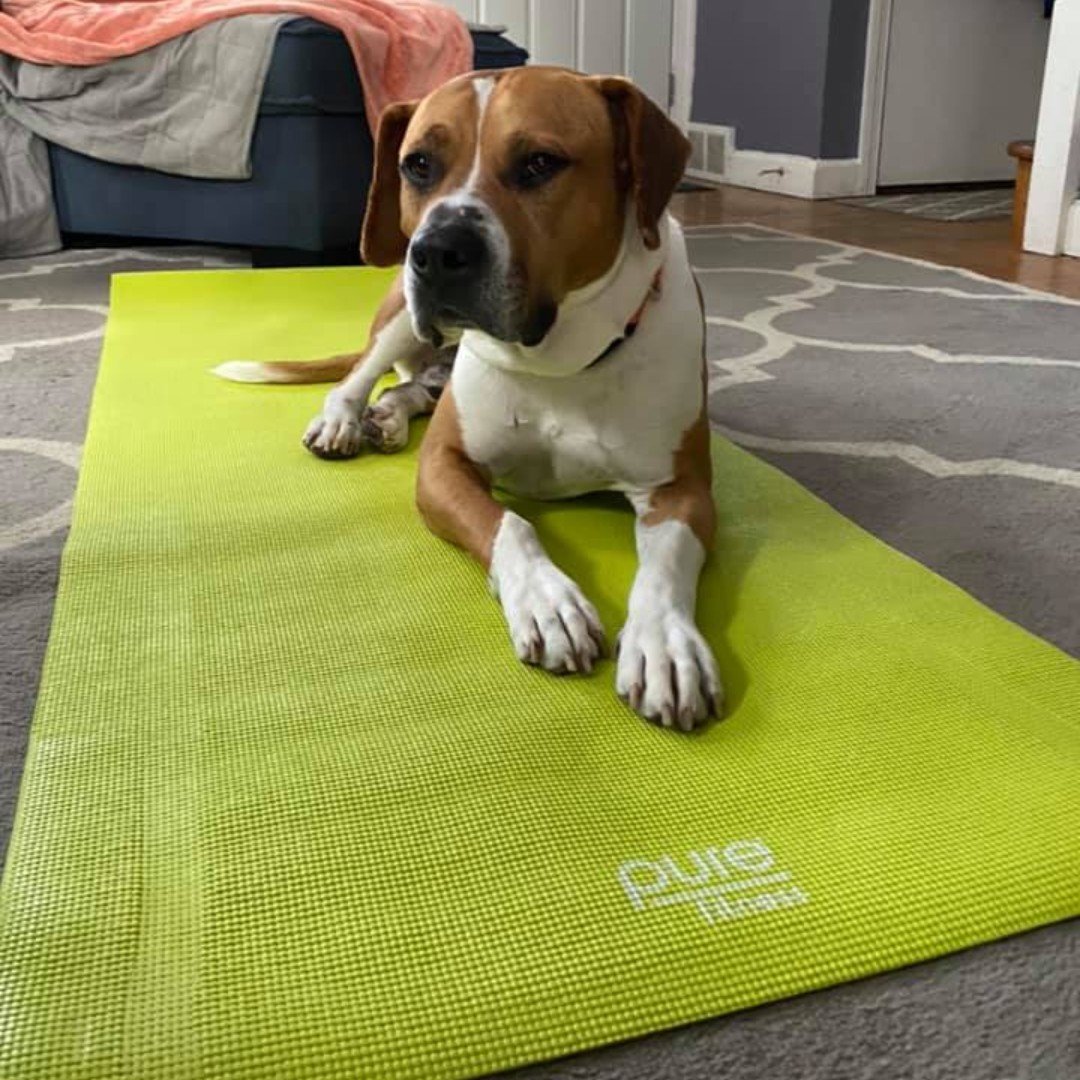 Providence_AC's tweet photo. Need some #MondayMotivation? #PACAlum Otis wants to remind you to #TakePaws with us on Thursday at 12:30PM for a lunchtime yoga flow!
The session is Donate-What-You-Can to https://t.co/8lSdVnpYeQ or Venmo: ProvidenceAC with a note that it's for yoga. π§ββοΈβ€οΈ https://t.co/l0WC7kyNMW