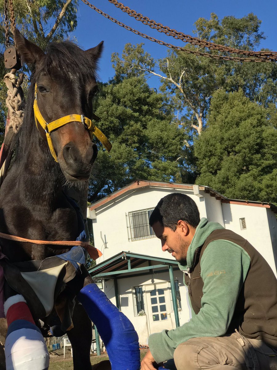 caballos_crre's tweet photo. Junto con el equipo veterinario, los 
v o l u n t a r i o s  ayudamos en las tareas como el cambio de vendaje, medicamentos diarios, 
desayunos 
y limpieza💚 https://t.co/CstxV3OGcV