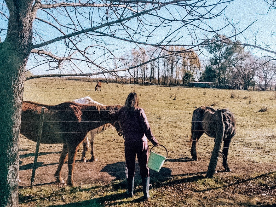 caballos_crre's tweet photo. Junto con el equipo veterinario, los 
v o l u n t a r i o s  ayudamos en las tareas como el cambio de vendaje, medicamentos diarios, 
desayunos 
y limpieza💚 https://t.co/CstxV3OGcV