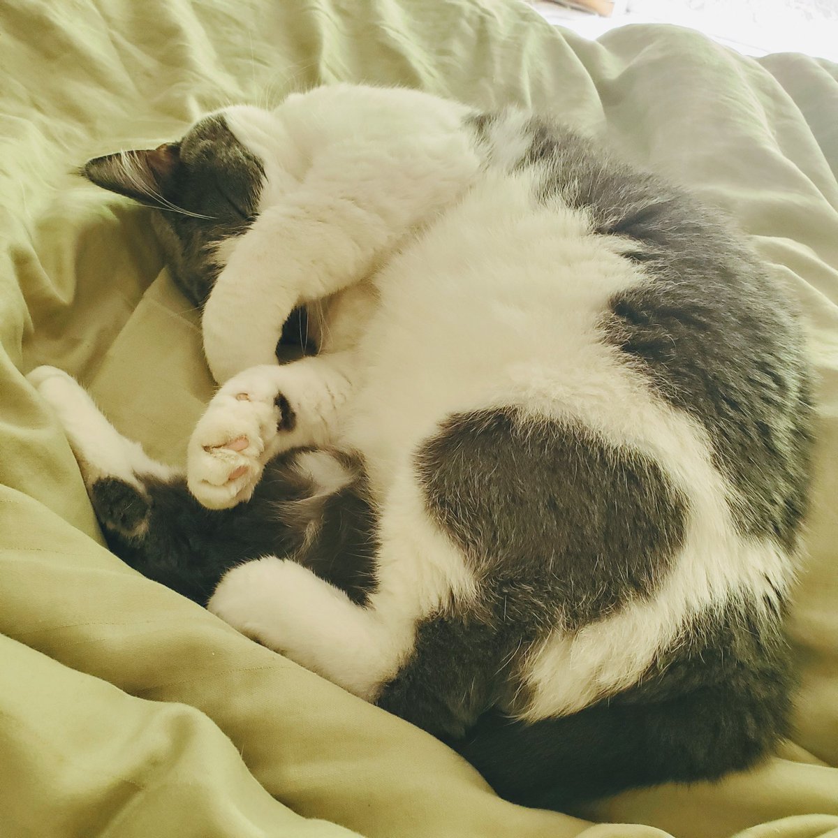 sindyjlee's tweet photo. If Lucy isn't trying to get me up by knocking items off my nightstand, one by one, this is what I wake up to... 💕

#kitty #cat #catsofinstagram #quarantinelife #quarantine #sleepykitty https://t.co/l91ldThCDe
