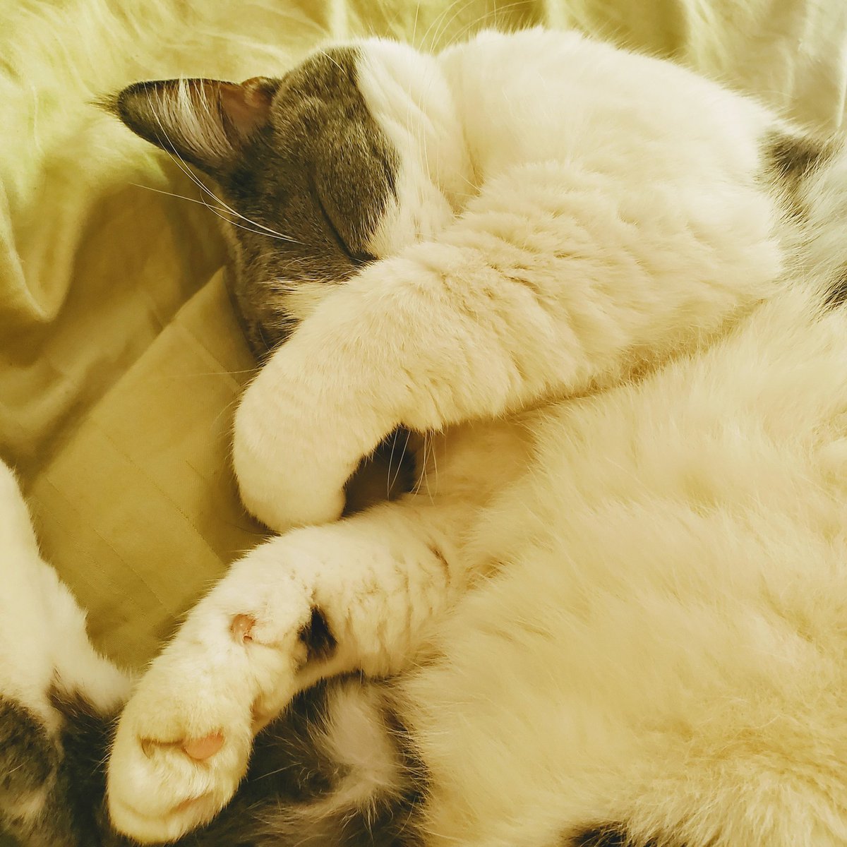 sindyjlee's tweet photo. If Lucy isn't trying to get me up by knocking items off my nightstand, one by one, this is what I wake up to... 💕

#kitty #cat #catsofinstagram #quarantinelife #quarantine #sleepykitty https://t.co/l91ldThCDe