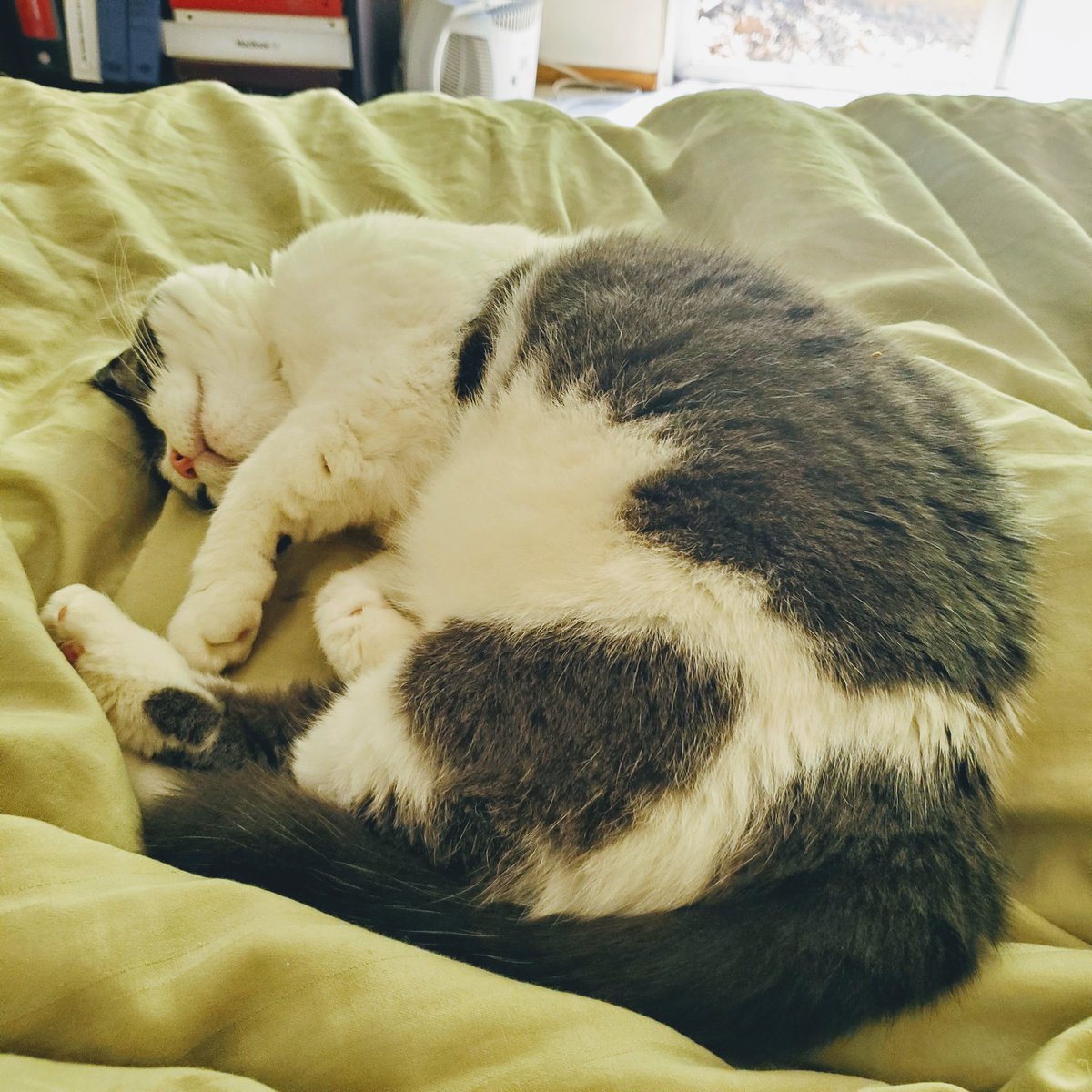 sindyjlee's tweet photo. If Lucy isn't trying to get me up by knocking items off my nightstand, one by one, this is what I wake up to... 💕

#kitty #cat #catsofinstagram #quarantinelife #quarantine #sleepykitty https://t.co/l91ldThCDe
