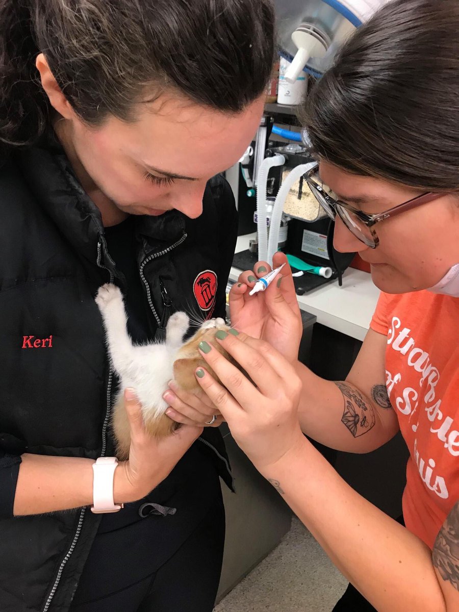 StrayRescue's tweet photo. Hook and Ladder ate a good meal, stopped shaking - All he wants are cuddles. Thanks again to #STLFD, our vet team for dropping everything to assess him, and of course - to all of you for allowing us to rescue the invisible souls of our city!
https://t.co/pFlr9rULh4 https://t.co/eAAjXtgkZj
