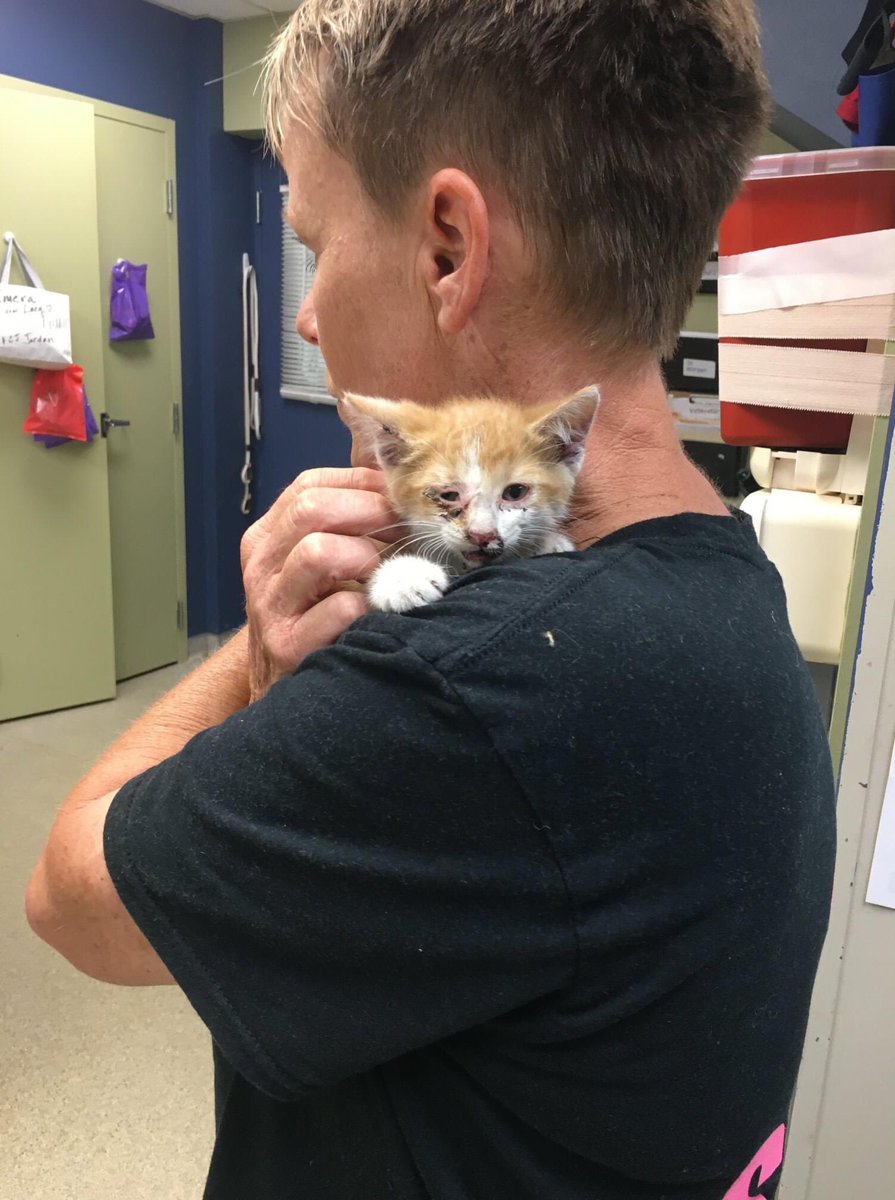 StrayRescue's tweet photo. Hook and Ladder ate a good meal, stopped shaking - All he wants are cuddles. Thanks again to #STLFD, our vet team for dropping everything to assess him, and of course - to all of you for allowing us to rescue the invisible souls of our city!
https://t.co/pFlr9rULh4 https://t.co/eAAjXtgkZj