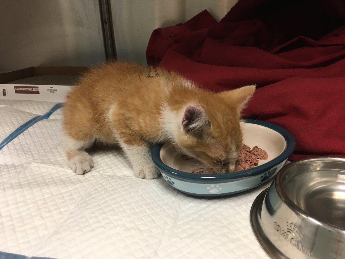 StrayRescue's tweet photo. Hook and Ladder ate a good meal, stopped shaking - All he wants are cuddles. Thanks again to #STLFD, our vet team for dropping everything to assess him, and of course - to all of you for allowing us to rescue the invisible souls of our city!
https://t.co/pFlr9rULh4 https://t.co/eAAjXtgkZj