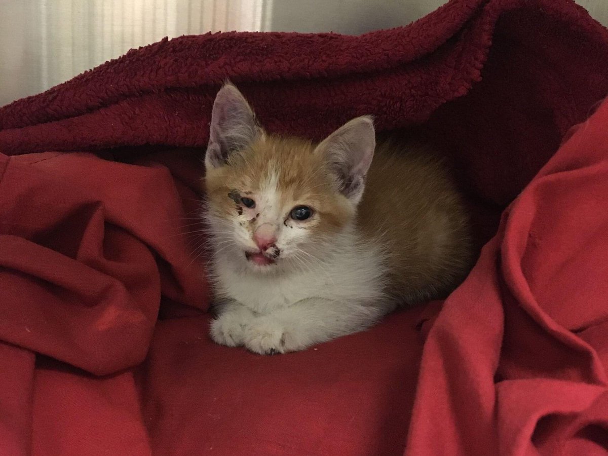 StrayRescue's tweet photo. Hook and Ladder ate a good meal, stopped shaking - All he wants are cuddles. Thanks again to #STLFD, our vet team for dropping everything to assess him, and of course - to all of you for allowing us to rescue the invisible souls of our city!
https://t.co/pFlr9rULh4 https://t.co/eAAjXtgkZj