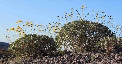 ehleringer's tweet photo. Avery Driscoll's PNAS paper on long-term changes in intrinsic water-use efficiency in #Encelia farinosa with #climatechange has just been published, https://t.co/3dOrdjXN8N https://t.co/4noPfg0PIn
