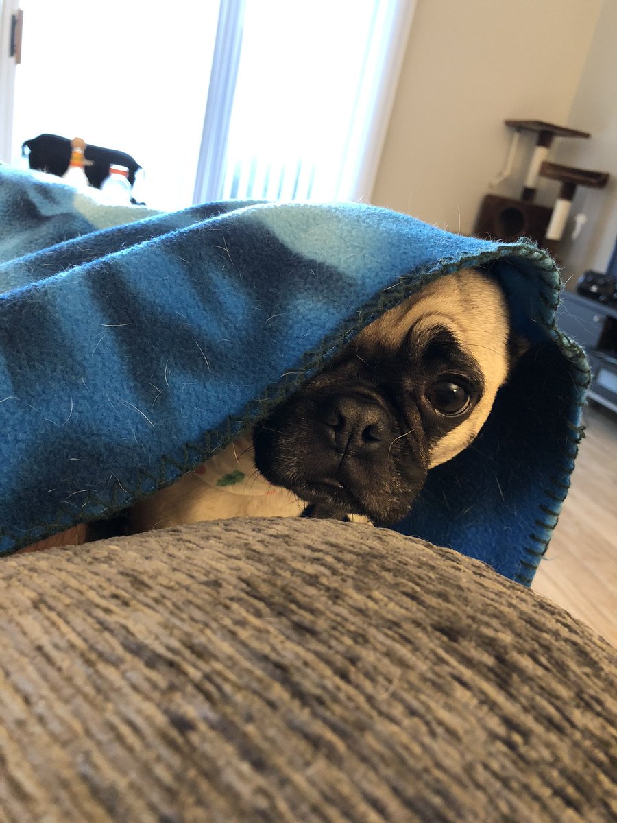 dogtorlarsen's tweet photo. Always under blankets! https://t.co/rju7ZgwCDm