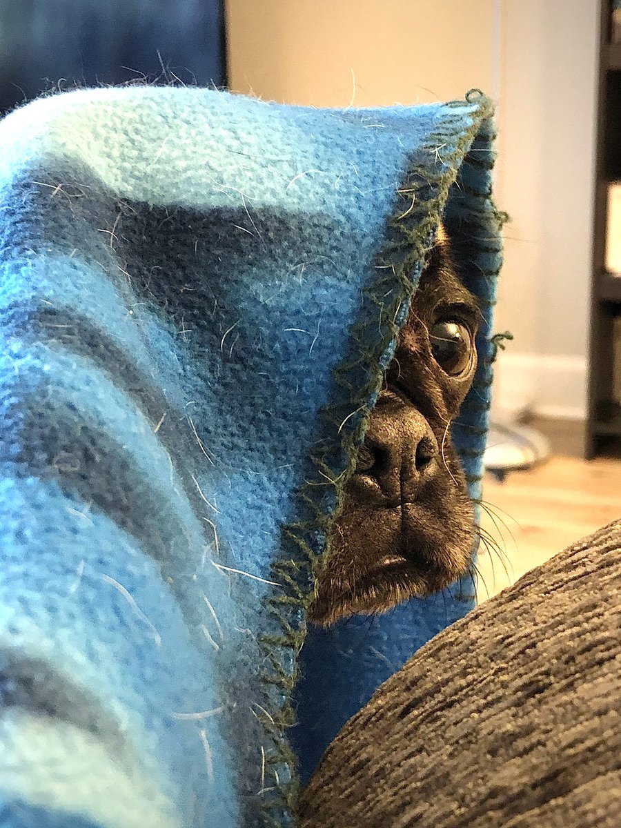 dogtorlarsen's tweet photo. Always under blankets! https://t.co/rju7ZgwCDm