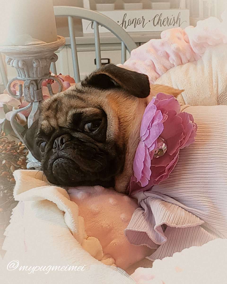 If you want my attention, you'll have to bark🤭😹🤪 If you had a boat, what would you name it?🤔 much love mei mei💜xoxo #pugs #pugsofinstagram #dogsoftwitter #Dog #DogsofTwittter #cute #Savage #sweet #instagood #instagram #instadaily #MondayMorning #photoshoot #puppy #puppylove