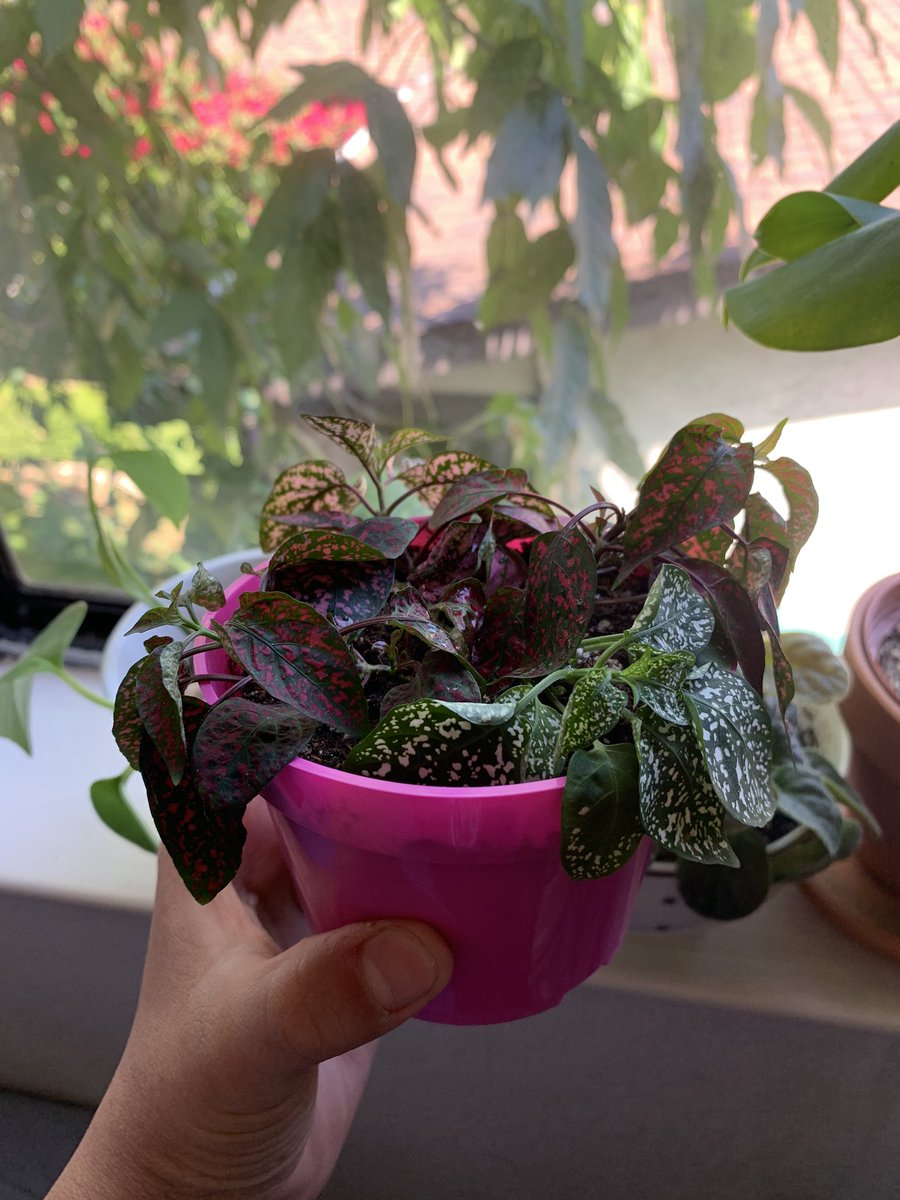 lizfuentezz's tweet photo. May I introduce to you the most dramatic plant ever. (First pic was at 11:30a.m, second one was at 3:30p.m) https://t.co/X4YplL89a3