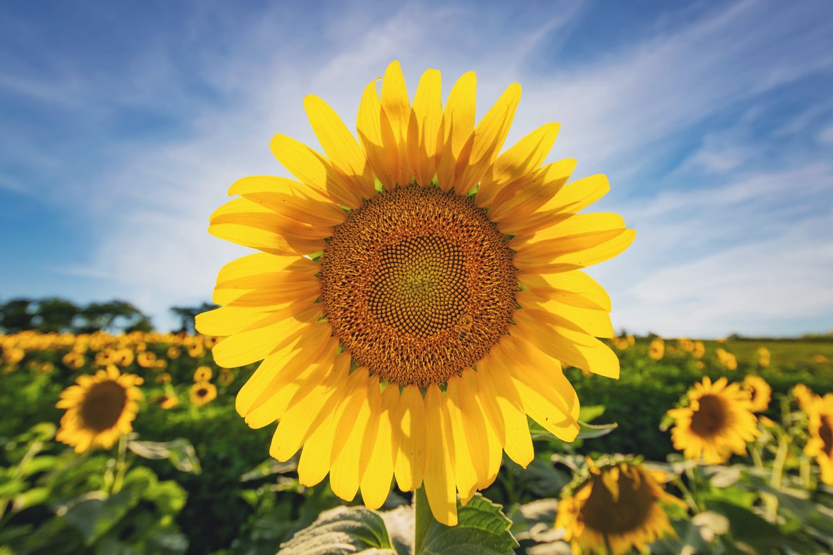 DaveDiCello's tweet photo. So many images of the sunflowers yesterday to share and this one is an early favorite. This was actually shot with a fisheye lens that I corrected the distortion on, and the backlit petals and shallow depth of field make it look 3D, like you can reach into the screen and pick it. https://t.co/MUCIAKyAim