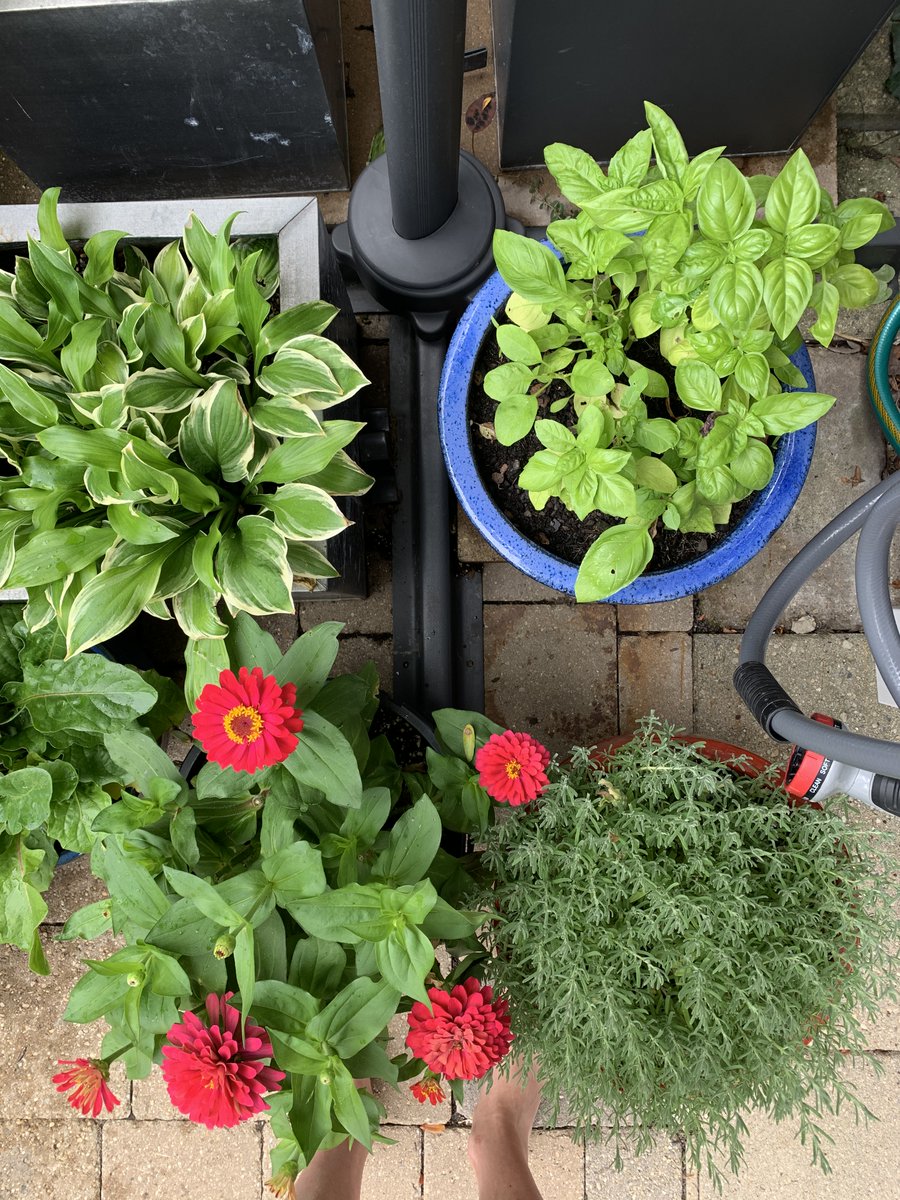 merryspaniel's tweet photo. @WhiteRoomRadio @BaltischesJuwel @critical_visual @Chess_Ess I will add some basil and zinnias to this mix. Also, I totally want a sip of that magical looking elixir! https://t.co/oUGh36LQAq