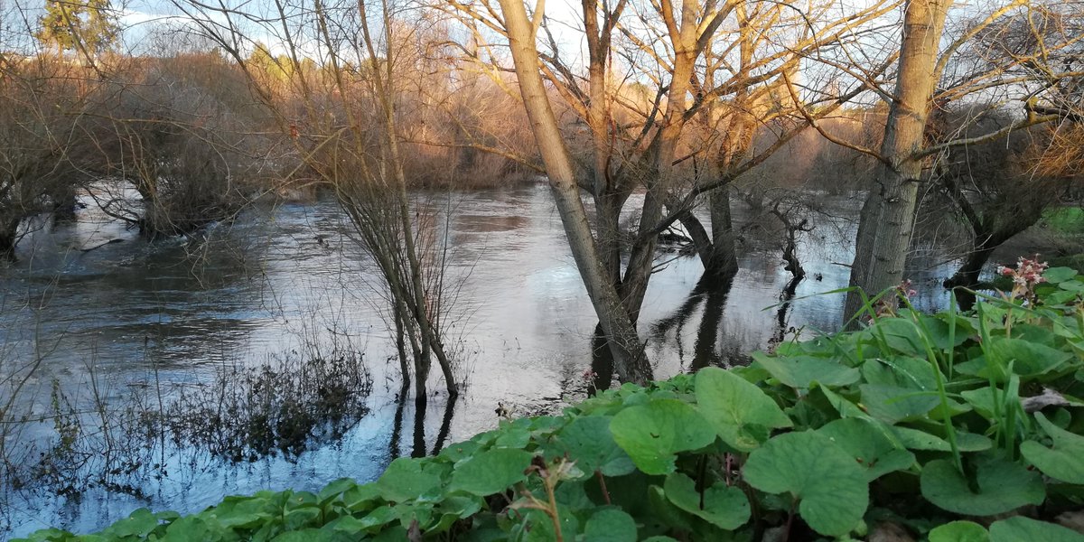 Damas River mostrando colores más primaverales #Osorno #parquechuyaca