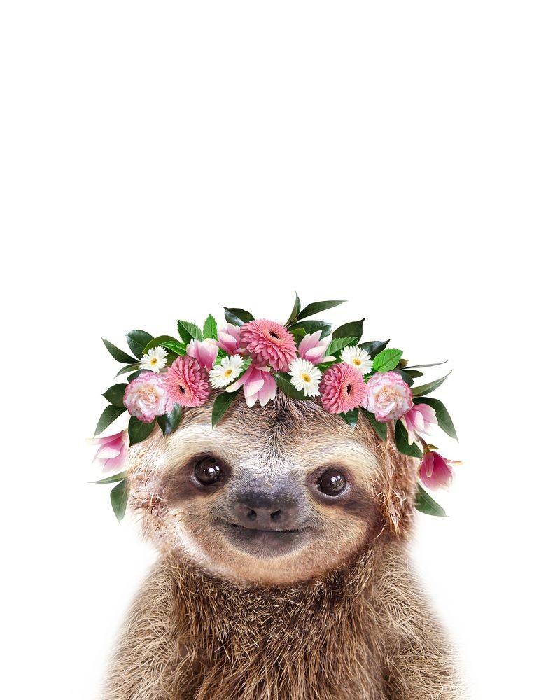 TheFriendIyGuy's tweet photo. Who doesnt love a cute little sloth! I mean seriously, they are characters. Check this one out! https://t.co/PpN7G06gIR