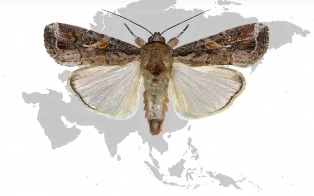 DrBadhal's tweet photo. As the Fall Armyworm continues to spread across #Africa and #Asia, learn what #CIMMYT and partners are doing to help: @CIMMYT
Its very destructive insect now a days...!!!!!! 
#FAll_Armyworm 
https://t.co/MCscqg882a https://t.co/G25JNXw1Kj