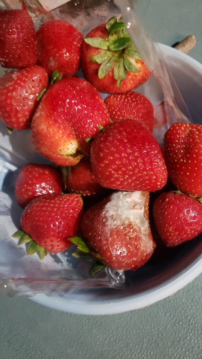 Pc_Computer_Guy's tweet image. #Meijer one day old - two boxes the exact same. Picked up one box and thank God it slipped out of my hand revealing the inside strawberries. So grabbed the second box, same thing. Carmel Meijer. - Funny thing is I decided to go to Meijer because I&apos;d rather pay for quality.