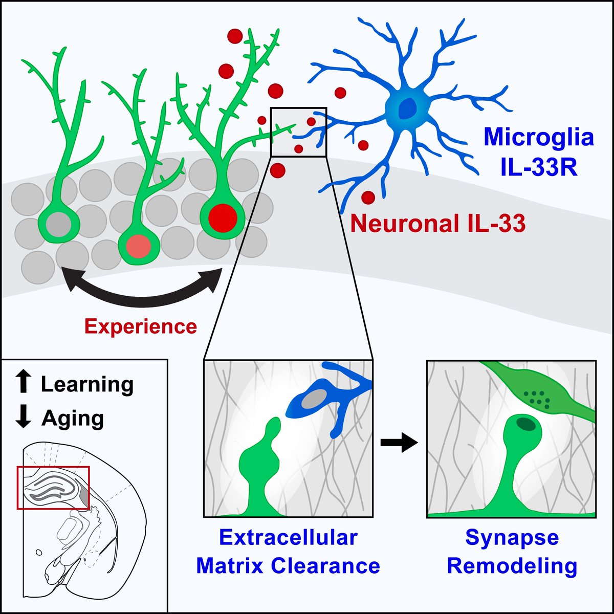 CellCellPress's tweet photo. In the latest issue read about a #cellular mechanism by which #microglia regulate experience-dependent #synapse remodeling and promote #memory consolidation. https://t.co/7fmrO5NRAA https://t.co/v9D9p7NBrH