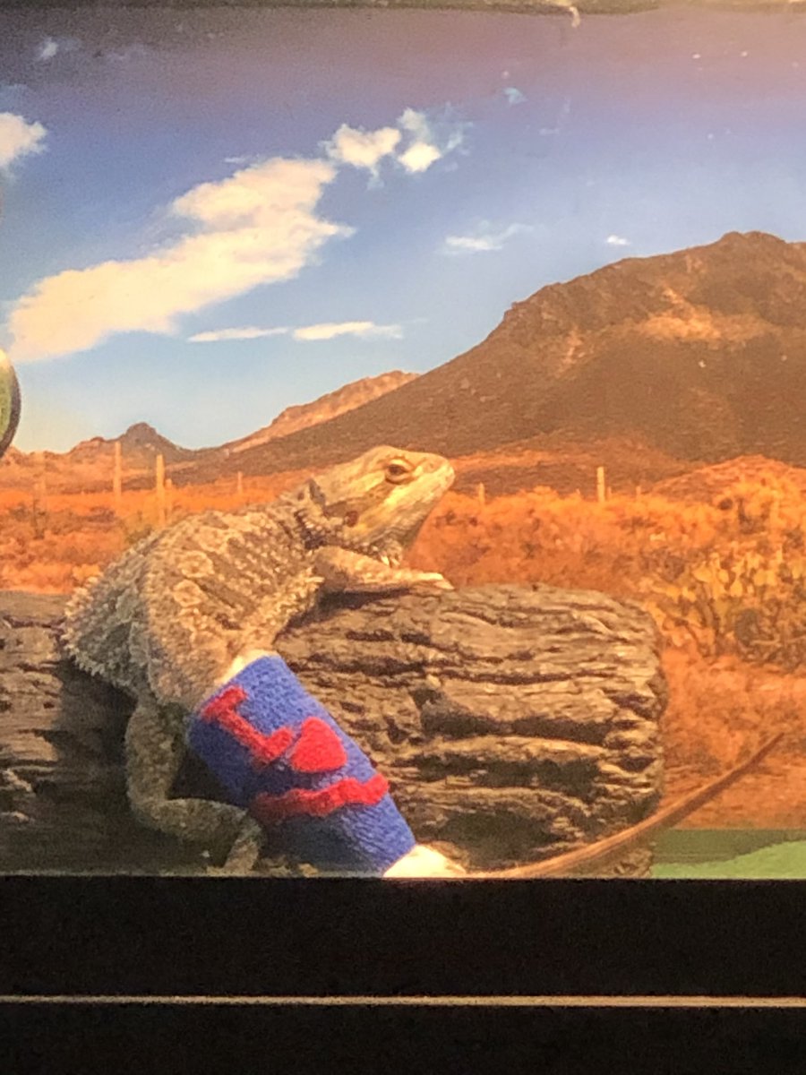 CricketCounter1's tweet photo. Make sure you are giving your beardie plenty of calcium with D3! Calcium deficiency is no joke. #lizardlife #healthylizards https://t.co/8KT35IkteE