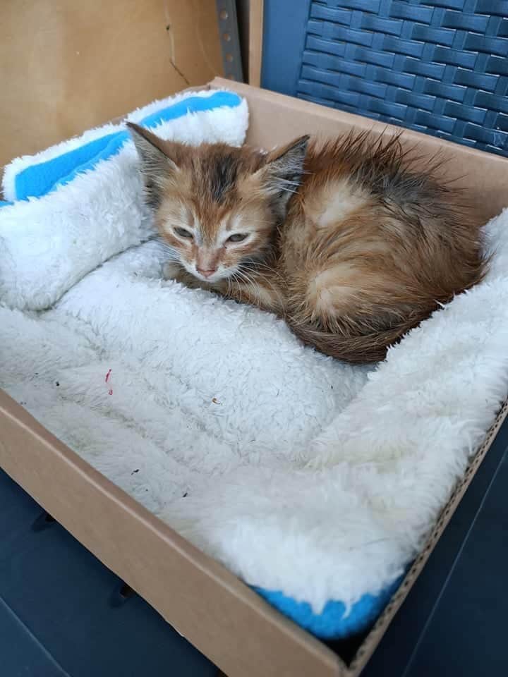 massimo4951's tweet photo. Ricevo e condivido 
Maschietto trovato dentro al bidone della spazzatura 😠😡🤬😤cerca famiglia. Si trova a Montegranaro (FM). 
Verrà consegnato spulciato e sverminato. 
☎️Segatori Novella Bice 3713760746
☎️Tiziana Ilari 338 4989034 https://t.co/YHwz3XKkpK