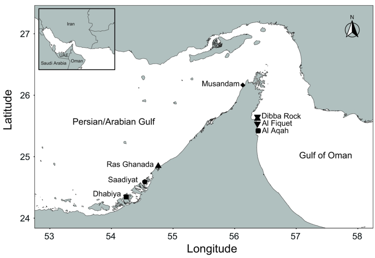 Whitney_Lab's tweet photo. #RyanLab contributes to "Population genomic analyses of the sea urchin Echinometra sp. EZ across an extreme environmental gradient"  by @remiketchum @adam_reitzel and co-authors in #GBE https://t.co/FCkQxsneOH #wlpubs https://t.co/MImZ3HlFmX