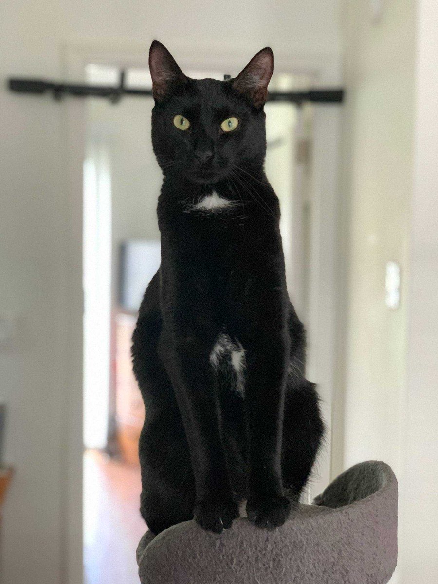 When not performing parkour around the house, Gordy is <a href="/mass_specks/">Jonathan Specker</a> assistant.