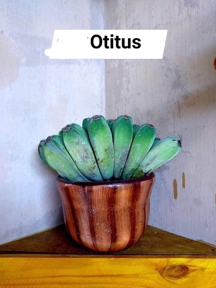 peanut_crackers's tweet photo. Setelah musim sepeda berlalu....LAGI MUSIM TANAMAN   yang ada Tus Tusnyaa...kuy order hahaha

#kaktus
#tanaman https://t.co/CtCTWZ6M39